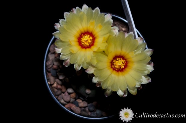 Astrophytum asterias cv. nudum