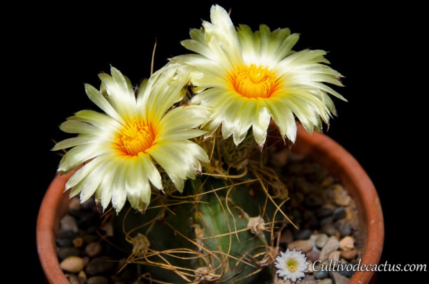 Astrophytum capricorne var. aureum