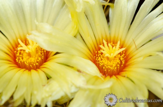 Astrophytum capricorne var. aureum