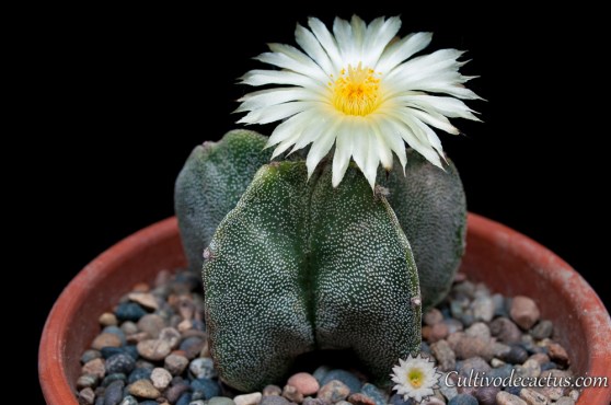 Astrophytum myriostigma