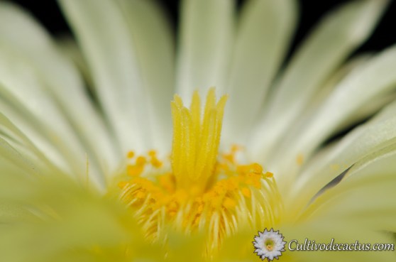 Macro de Astrophytum myriostigma