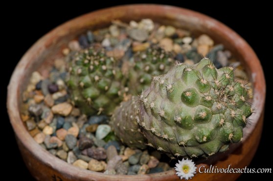 Copiapoa humilis