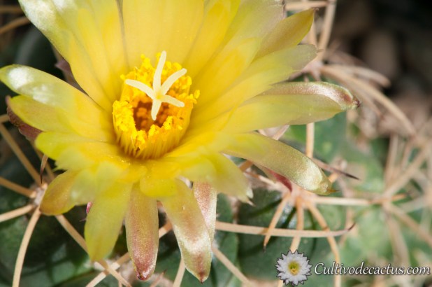 Macro de Coryphantha elephantidens