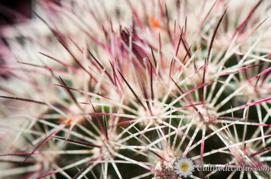 Macro de Echinocereus chlorantus