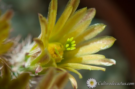 Echinocereus chlorantus