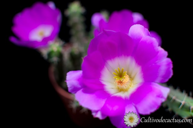 Echinocereus pentalophus
