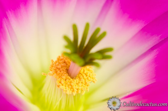 Macro de Echinocereus pentalophus