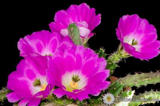 Echinocereus pentalophus