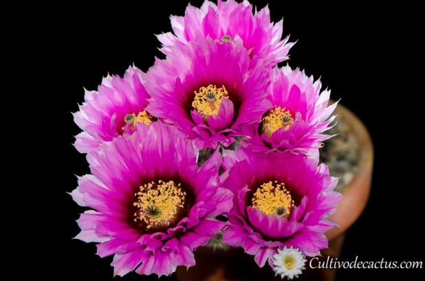 Echinocereus reichenbachii