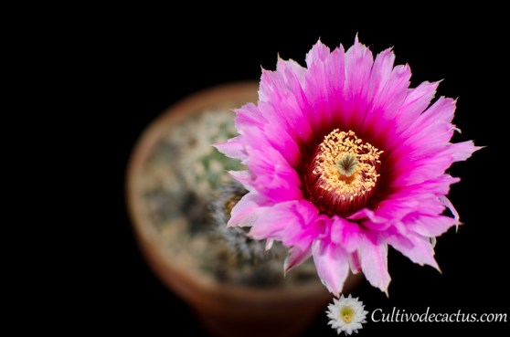 Echinocereus reichenbachii