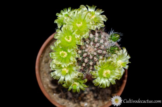 Echinocereus viridiflorus ssp chlorantus