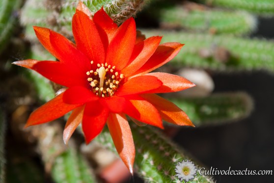 Macro de Echinopsis chamaecereus