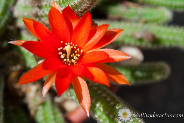 Macro de Echinopsis chamaecereus