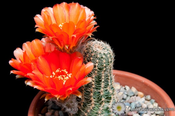 Echinopsis densispina