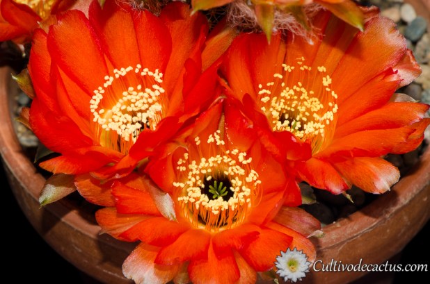 Echinopsis densispina