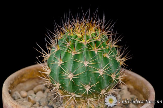 Echinopsis ferox
