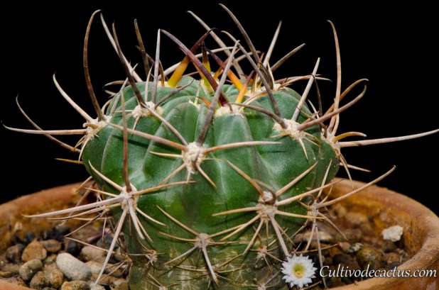 Echinopsis marsoneri