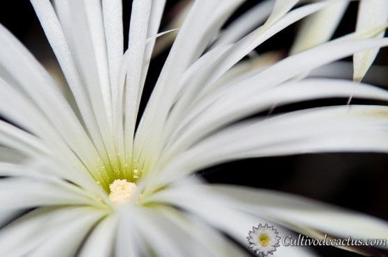Echinopsis mirabilis
