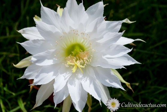 Echinopsis subdenudata