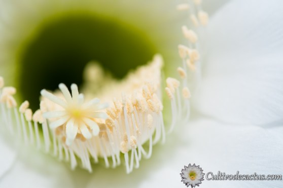 Echinopsis subdenudata