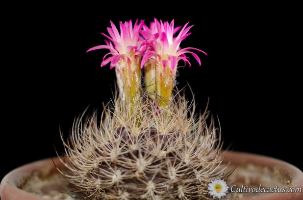 Eriosyce crispa, 21 de agosto de 2017