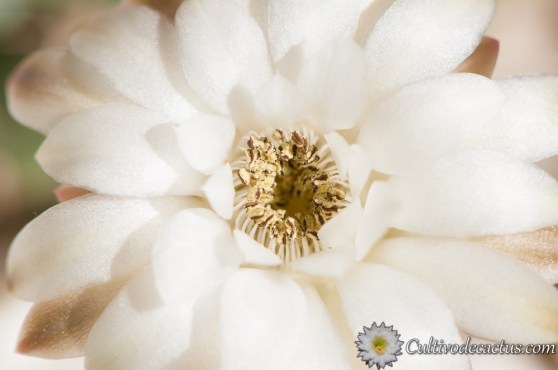 Gymnocalycium anisitsii