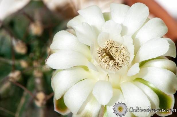 Gymnocalycium anisitsii