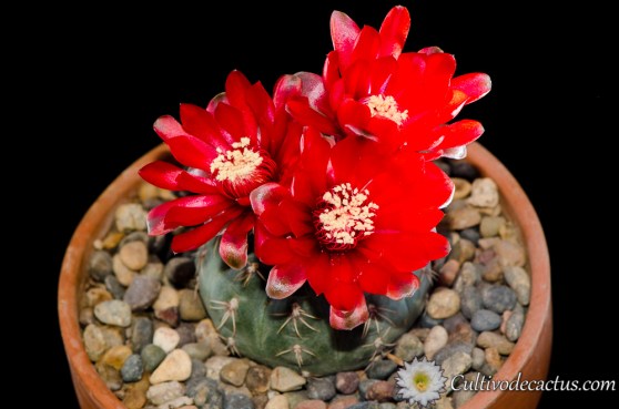 Gymnocalycium baldianum