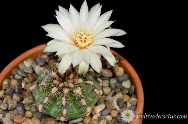 Gymnocalycium mesopotamicum