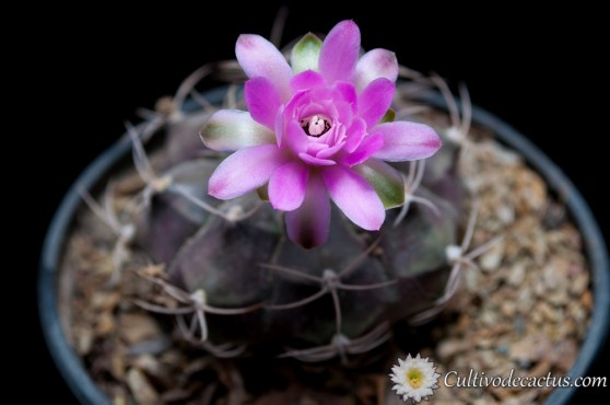 Gymnocalycium mihanovichii ssp friedrichii