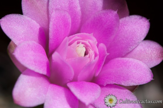 Gymnocalycium mihanovichii ssp friedrichii