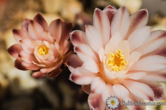 Gymnocalycium mihanovichii