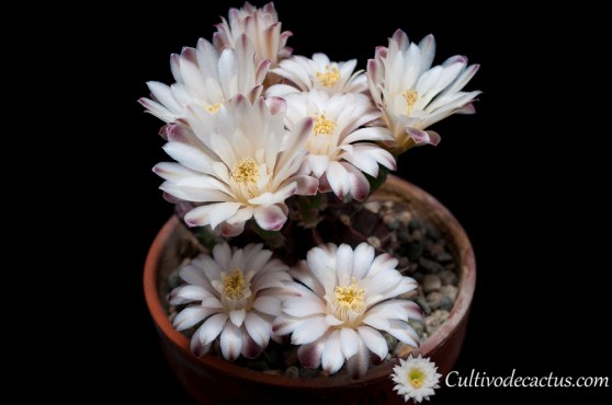 Gymnocalycium mihanovichii