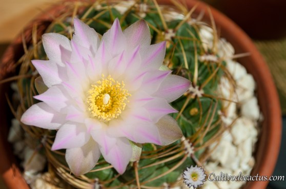 Gymnocalycium monvillei