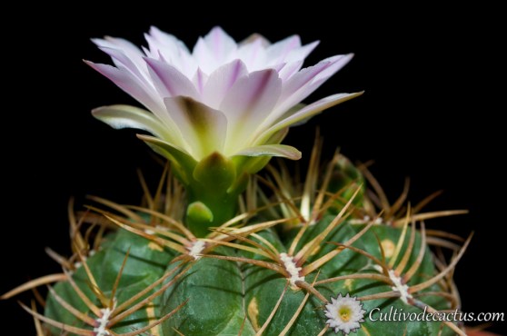 Gymnocalycium monvillei