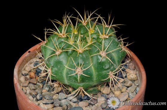 Gymnocalycium monvillei