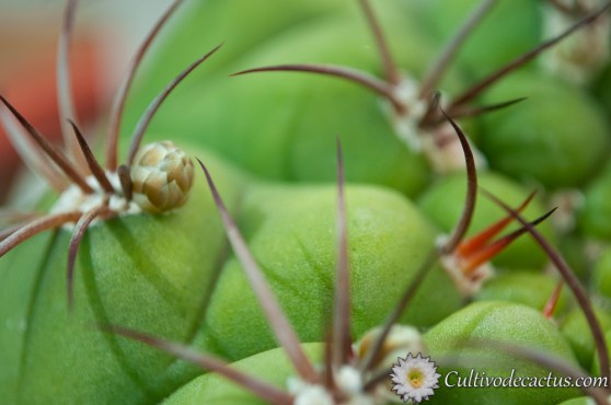 Macro de Gymnocalycium pflanzii ssp pflanzii