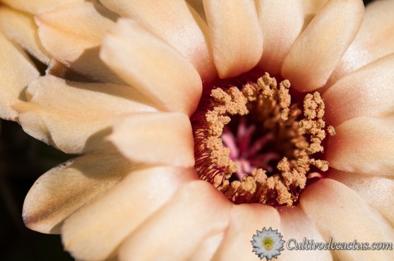 Gymnocalycium pflanzii ssp pflanzii
