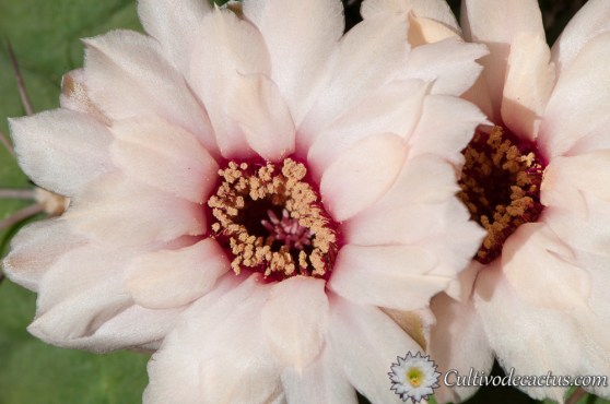 Gymnocalycium pflanzii ssp pflanzii