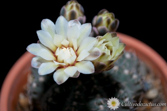 Gymnocalycium quehlianum
