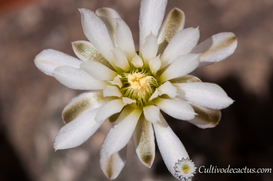 Gymnocalycium ragonesii