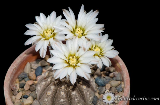Gymnocalycium ragonesii