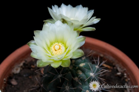 Gymnocalycium reductum ssp. leeanum