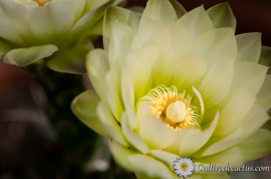Gymnocalycium reductum ssp. leeanum