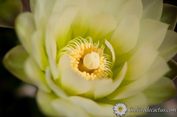 Macro de Gymnocalycium reductum ssp. leeanum