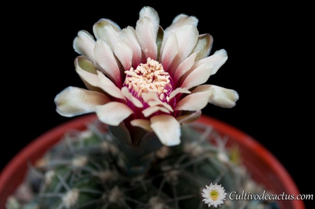 Gymnocalycium spegazzinii