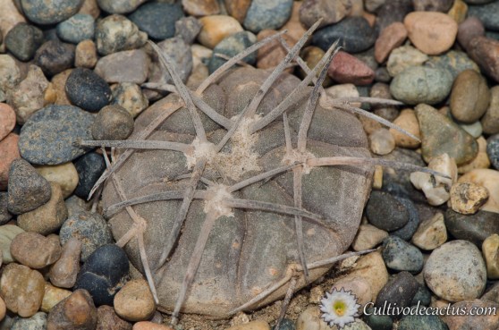 Gymnocalycium spegazzinii