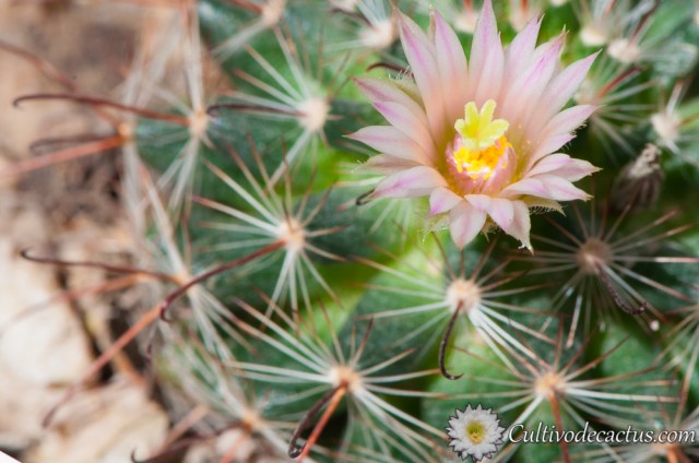 Mammillaria barbata | Cultivo de Cactus