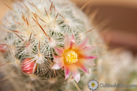 Mammillaria microhelia