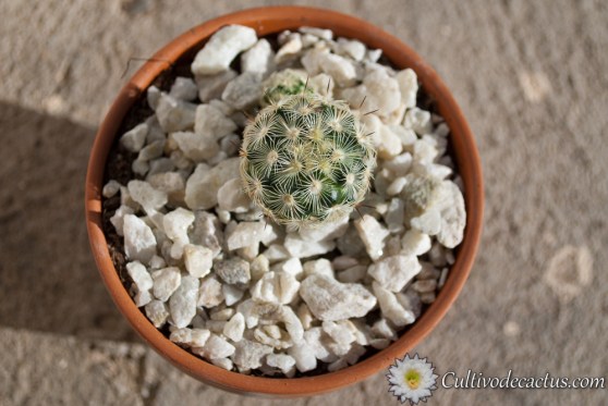 Mammillaria microhelia